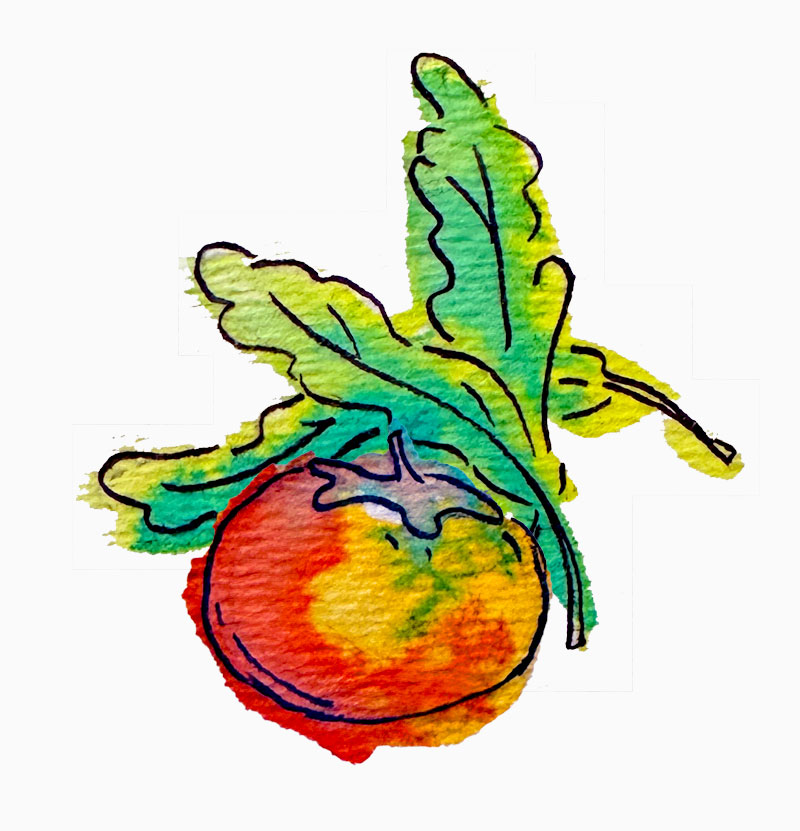 persimmon salad watercolor